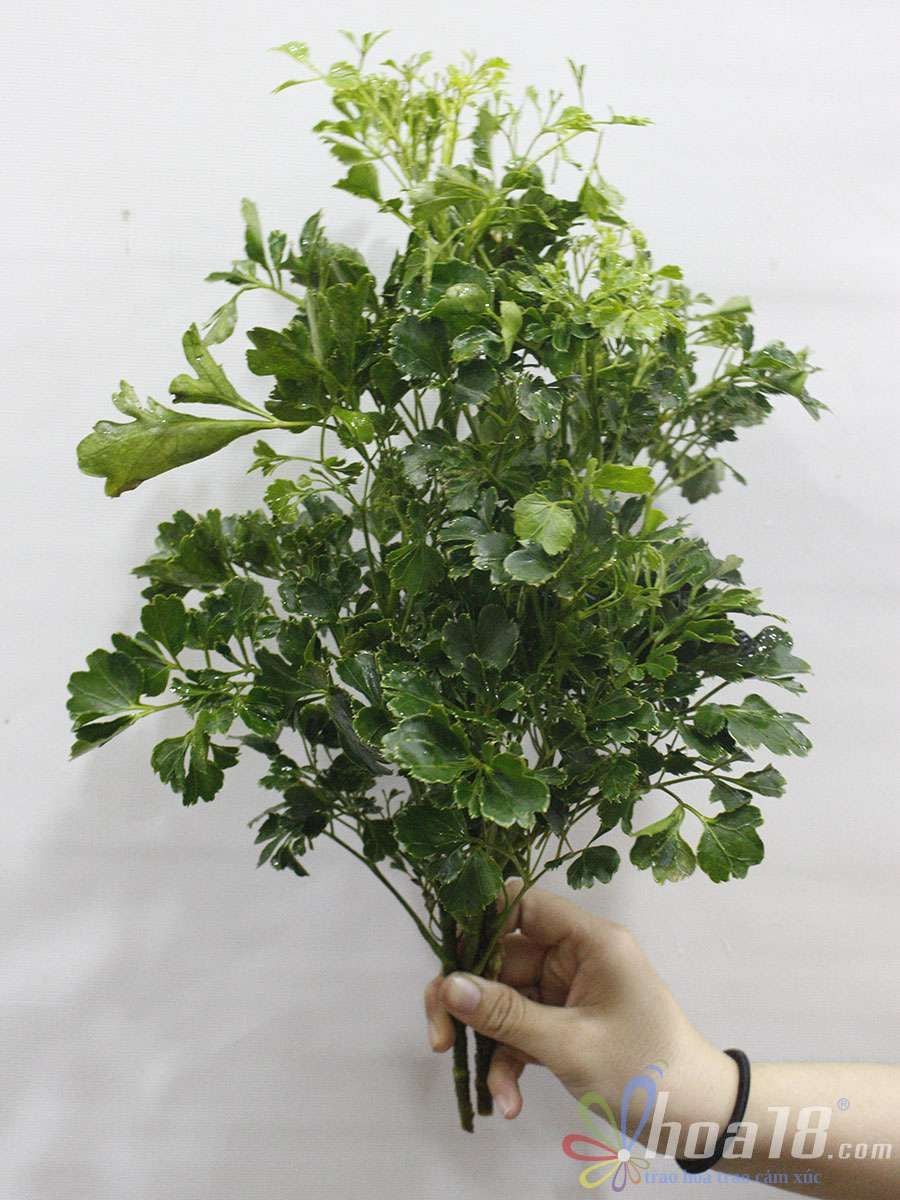Đinh Lăng